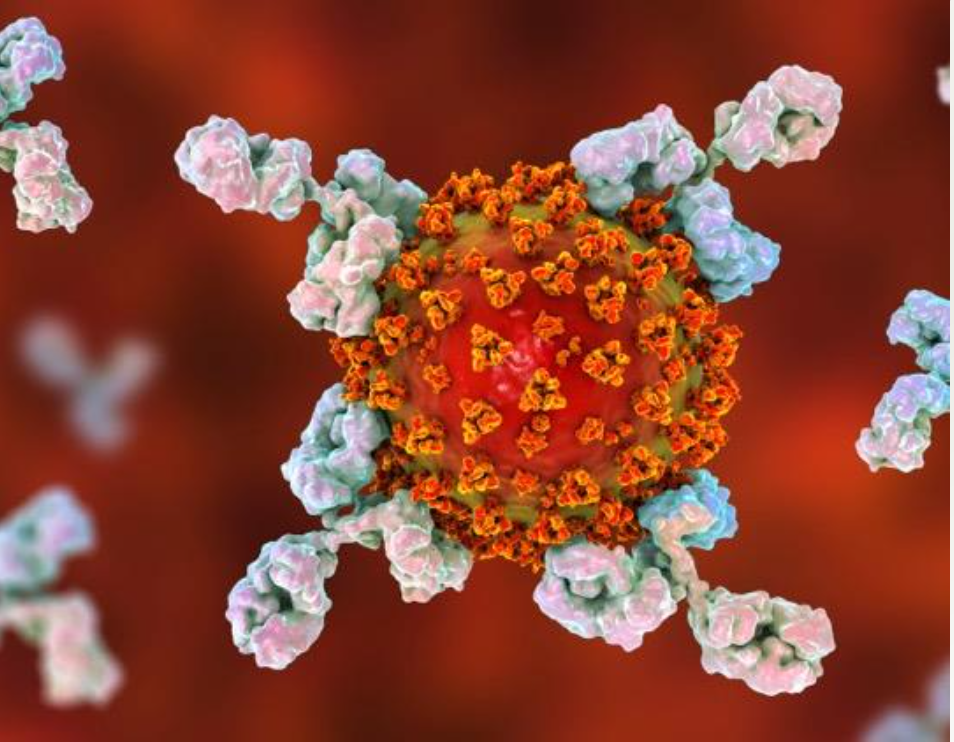 antibody image