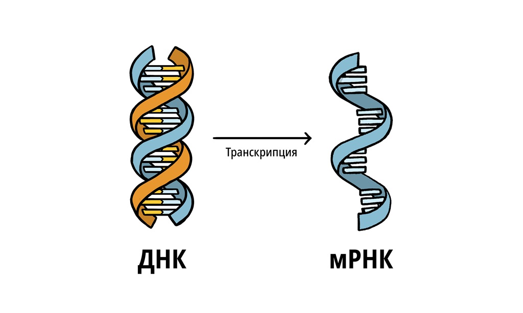 ДНК сначала превращается в информационную РНК, которая затем используется в качестве программы для продуцирования специфических белков
